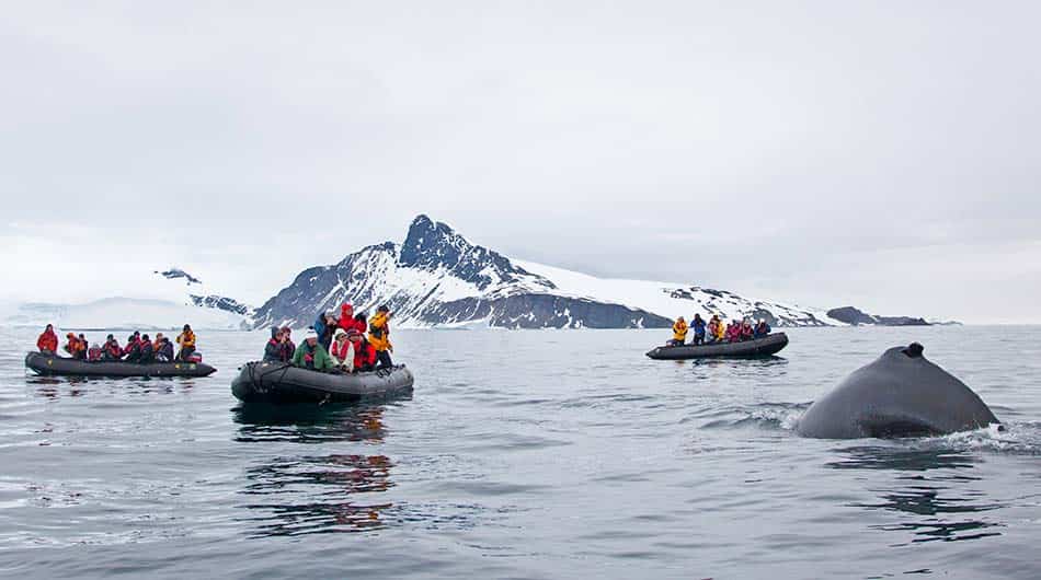 See whales on an Antarctica Cruise