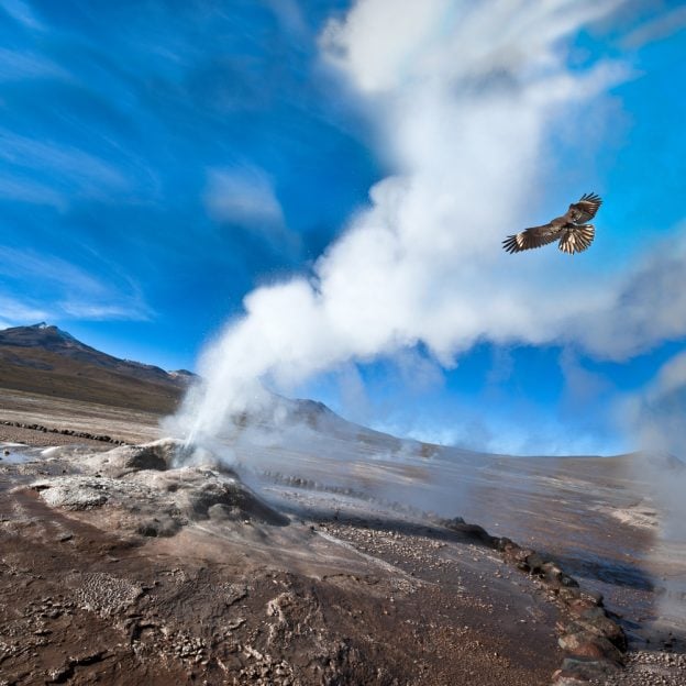 Condor flying over geiser in desert with blue sky Condor flying over geiser in desert with blue sky