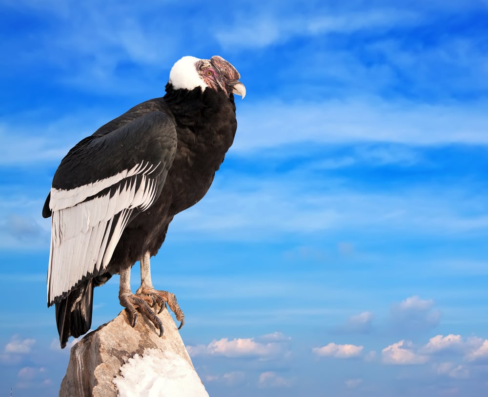 Andean condor on a rock. Andean condor on a rock.