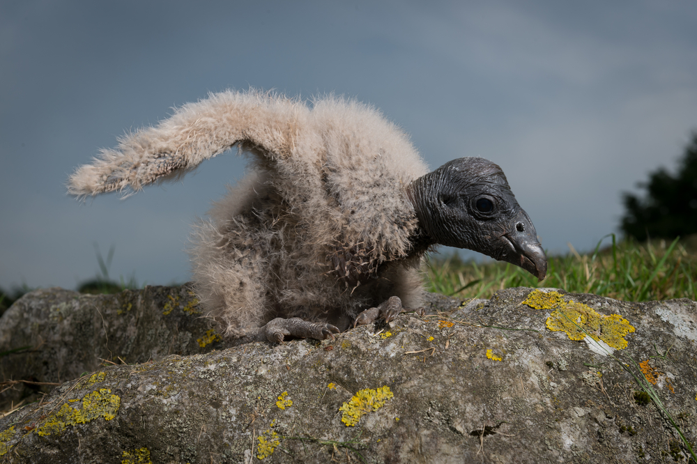 Baby condor on rock baby condor on rock