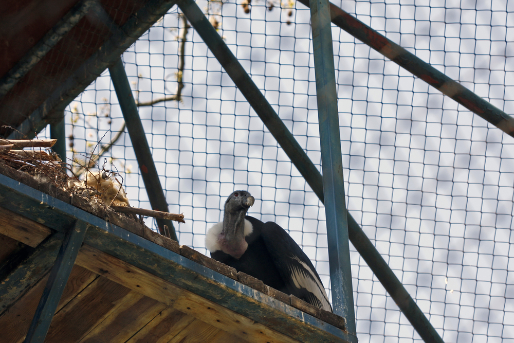 Condor in a cage on a wooden platform condor in a cage on a wooden platform