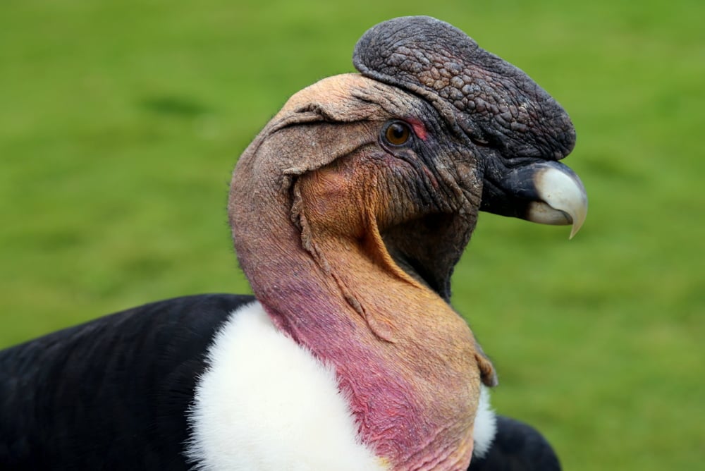 Closeup from male andean condor Closeup from male andean condor