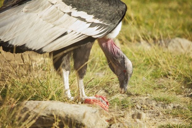 Condor eating caracas in grass condor eating caracas in grass