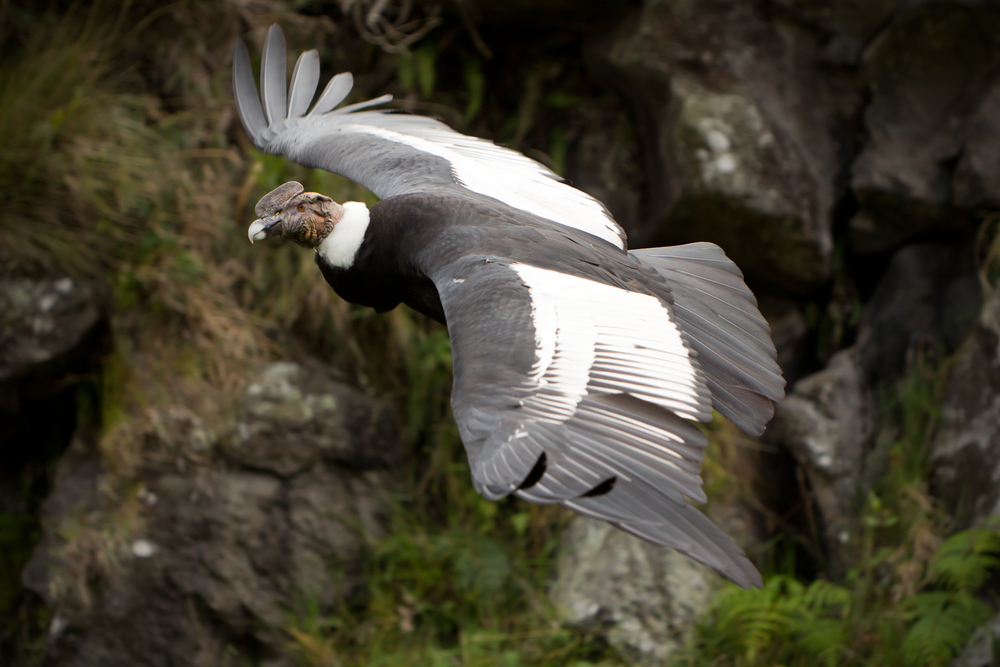 Flying andean condor over mountains flying andean condor over mountains