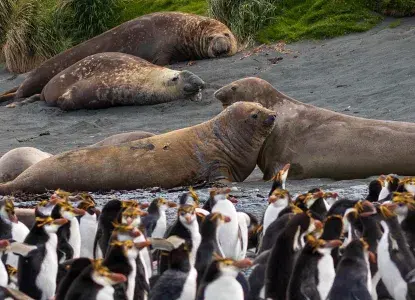 Macquarie-Island_Elephant-Seals_Rockhopper-Penguins-hero.jpg Antarctica Cruises from Australia and New Zealand