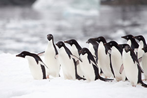 expedition tours to antarctica