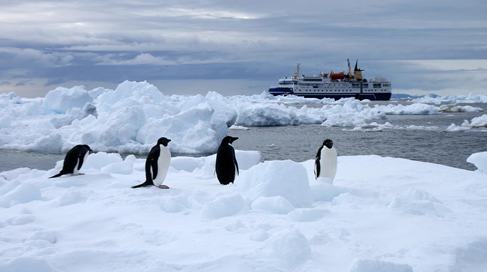 Antarctica with Penguins Ocean Nova in Antarctica with Penguins