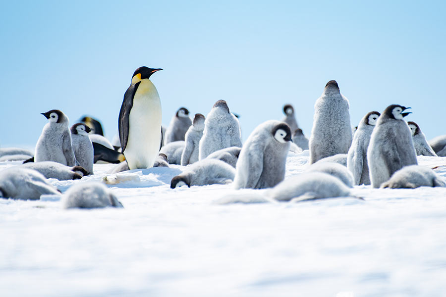 whitedesertMDB {image_alt}}