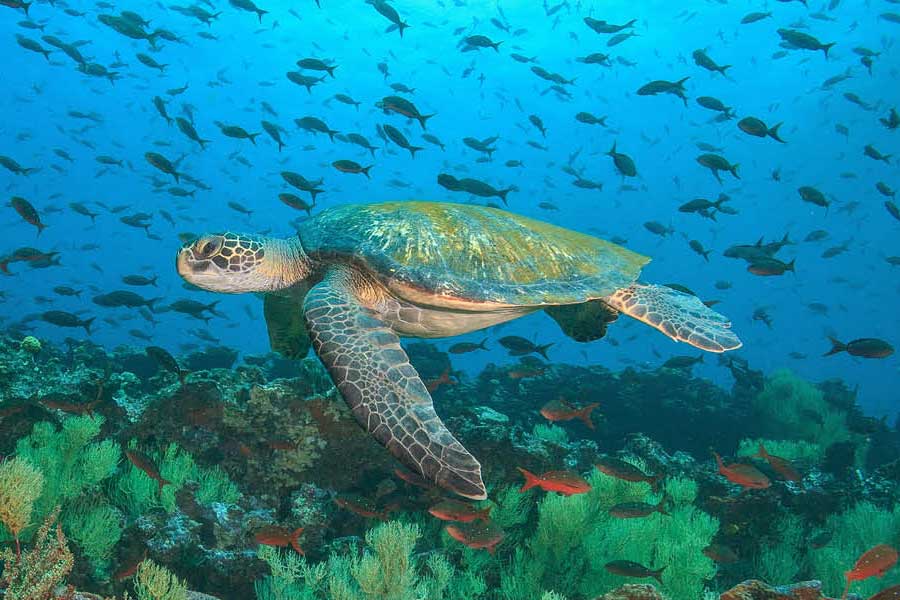 turtLE Image of a forest representing Chimu Adventure's Sustainability and Responsible travel guidelines