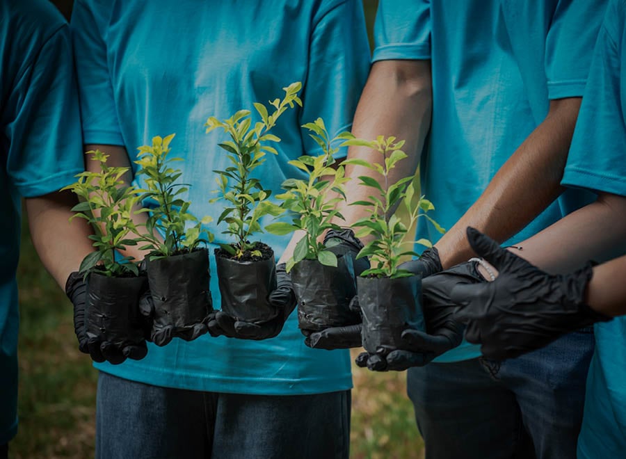 volunteering_2_0 Image of a forest representing Chimu Adventure's Sustainability and Responsible travel guidelines