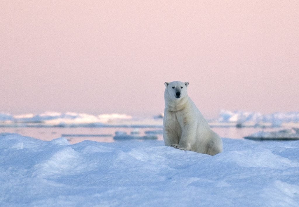 Polar bear polar bear