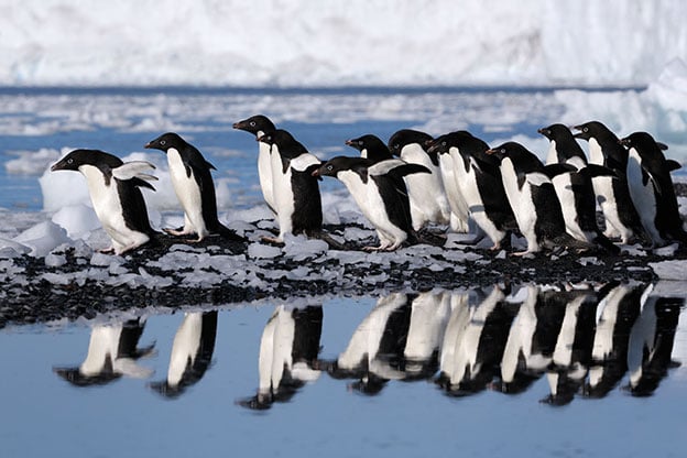 A waddle of Adelie penguins walking in Antarctica A waddle of Adelie penguins walking in Antarctica