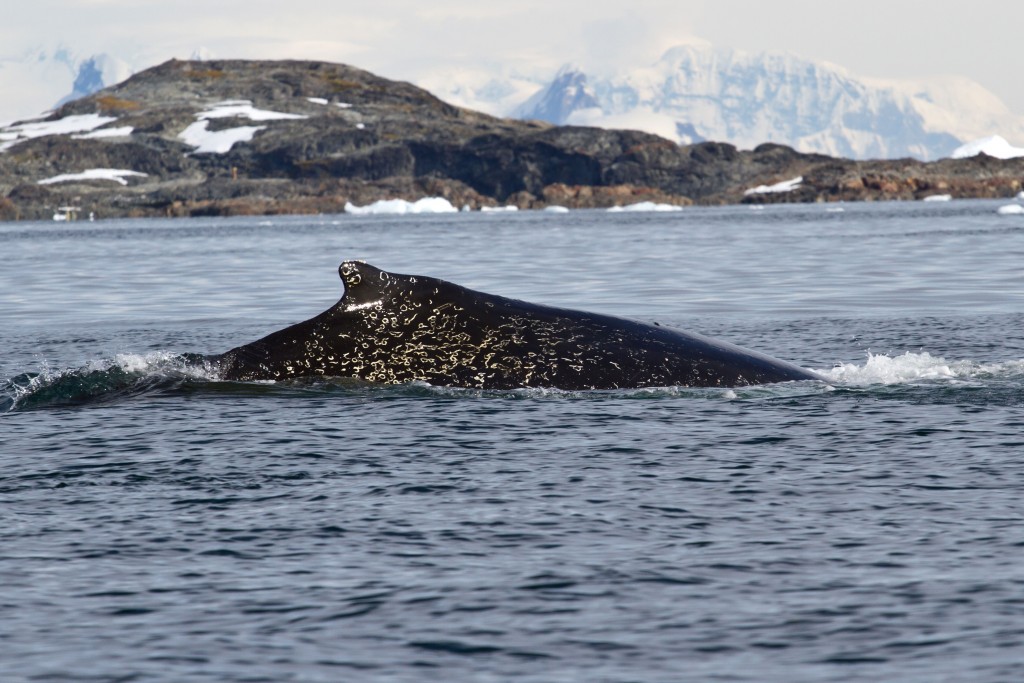 Whale in Antarctica Whale in Antarctica