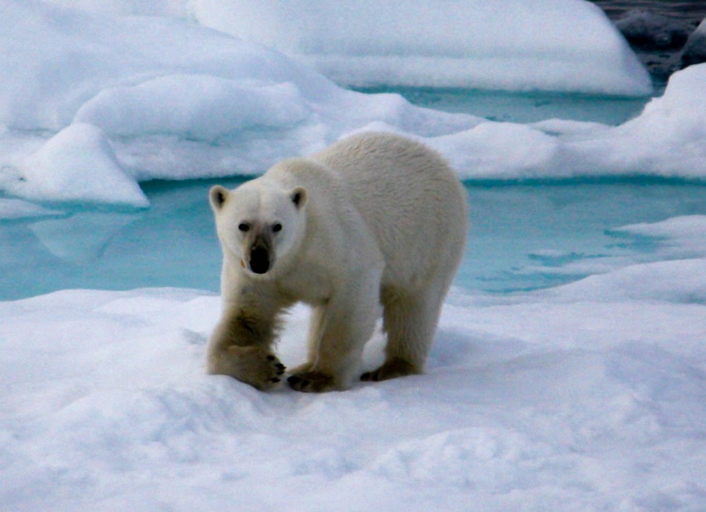 Polar Bear in the Arctic Polar Bear in the Arctic