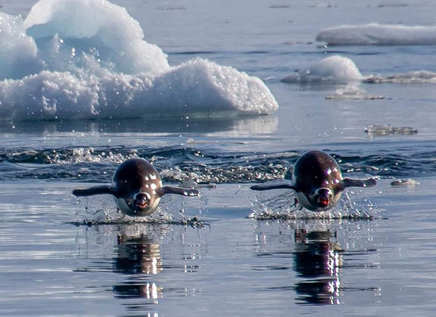 Antarctica Animals: 2 Gentoo Penguins leaping out of the water while swimming. Antarctica Animals: 2 Gentoo Penguins leaping out of the water while swimming.