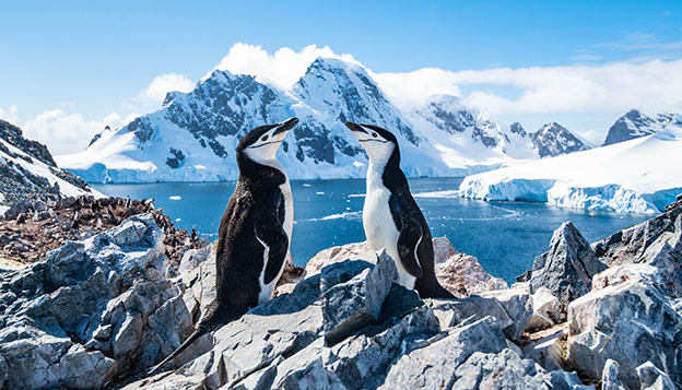 Antarctica Animals - 2 Chinstrap penguins on the Antarctica Peninsula Antarctica Animals - 2 Chinstrap penguins on the Antarctica Peninsula