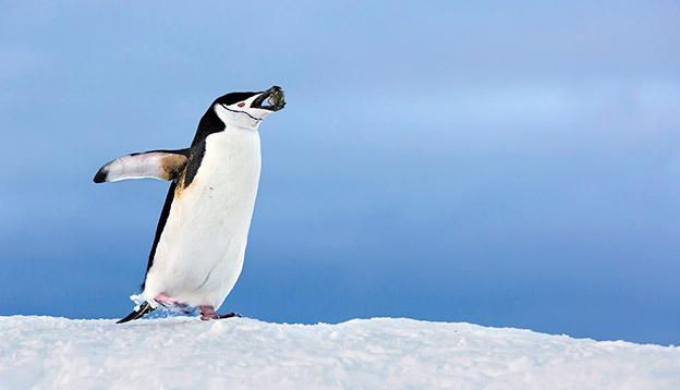 chinstrap penguin holding rock chinstrap penguin holding rock