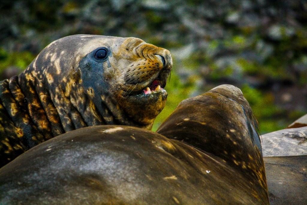Elephant Seals in South Georgia Elephant Seals in South Georgia