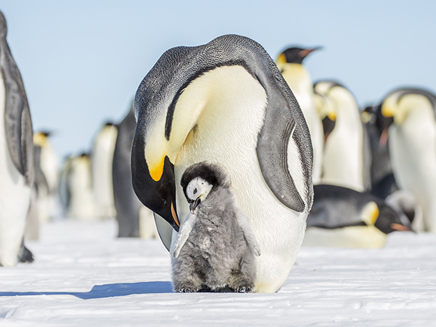 Antarctica Animals: Emperor penguin feeds its chick in the icy Antarctic environment Antarctica Animals: Emperor penguin feeds its chick in the icy Antarctic environment