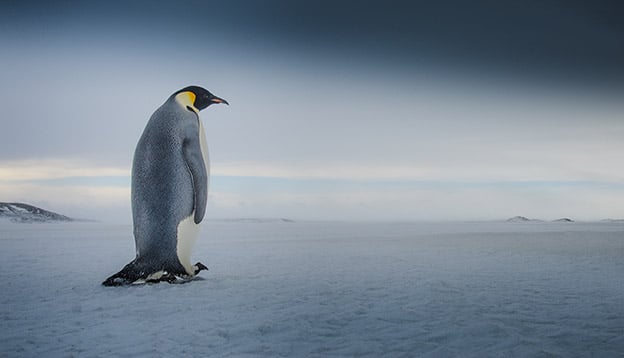 An emperor penguin walks across a vast icy landscape in Antarctica An emperor penguin walks across a vast icy landscape in Antarctica