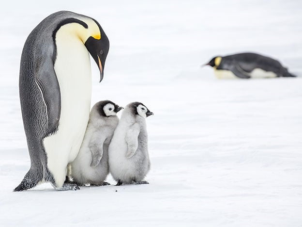 Penguin Facts: Emperor Penguin and 2 chicks in Antarctica Penguin Facts: Emperor Penguin and 2 chicks in Antarctica