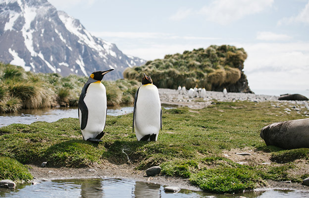 South Georgia Island South Georgia Island