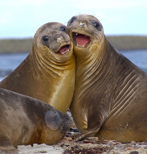 two elephant seals two elephant seals