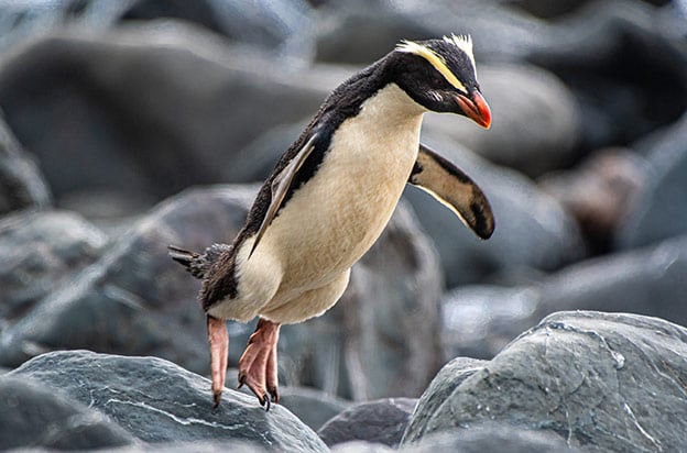 A Fiordland penguin leaps from a rock into the water A Fiordland penguin leaps from a rock into the water