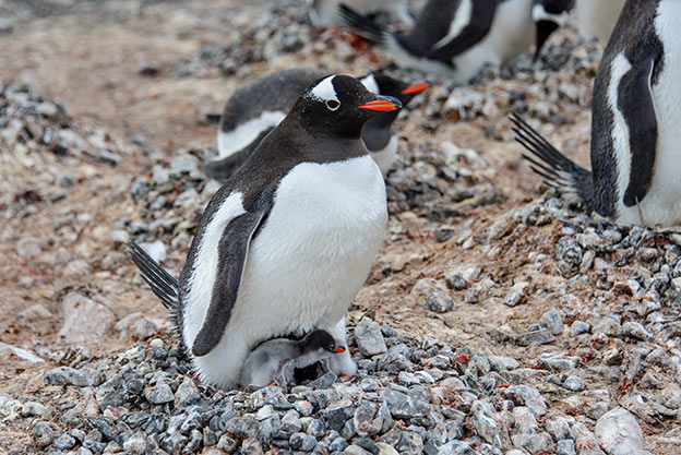 Gentoo penguin warms its chick in its rock nest Gentoo penguin warms its chick in its rock nest