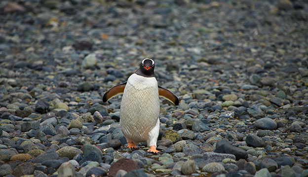 A gentoo penguin waddles across rocks in Antarctica A gentoo penguin waddles across rocks in Antarctica