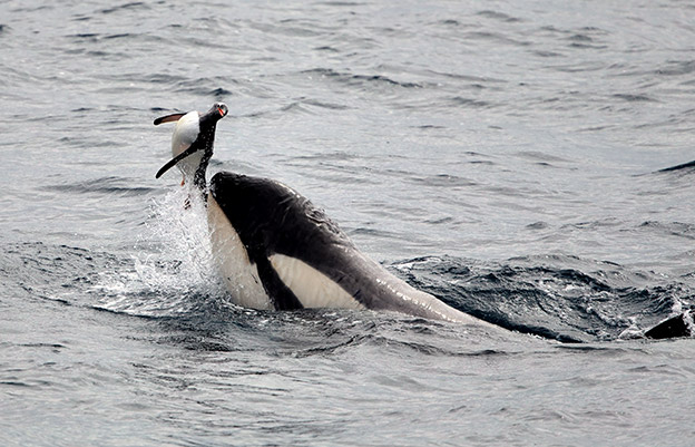 A killer whale (orca) cruelly plays with a gentoo penguin A killer whale (orca) cruelly plays with a gentoo penguin