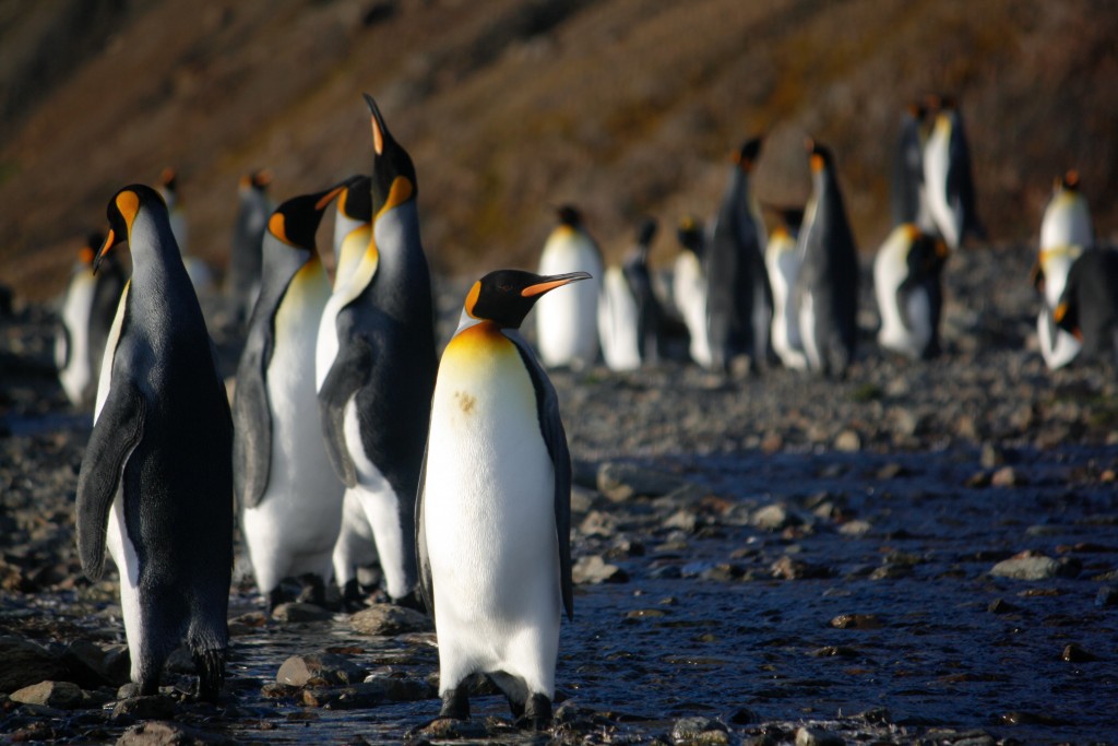 King Penguins on a Sub Antarctic Island King Penguins on a Sub Antarctic Island