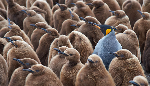 Penguin facts: King penguin creche - an adult king penguin looks after several brown feathered juveniles Penguin facts: King penguin creche - an adult king penguin looks after several brown feathered juveniles