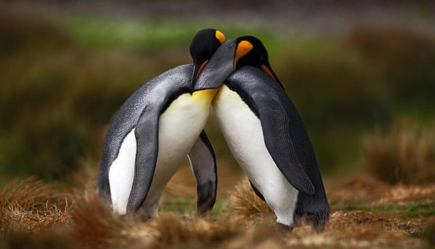 Penguins in love: 2 king penguins cuddle Penguins in love: 2 king penguins cuddle