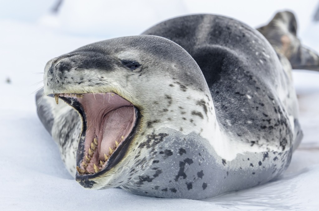 leopard seal open mouth in Antarctica leopard seal open mouth in Antarctica