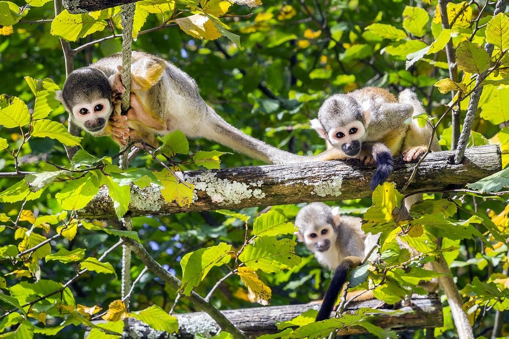 Three squirrel monkeys on the tree in the Amazon Three squirrel monkeys on the tree in the Amazon