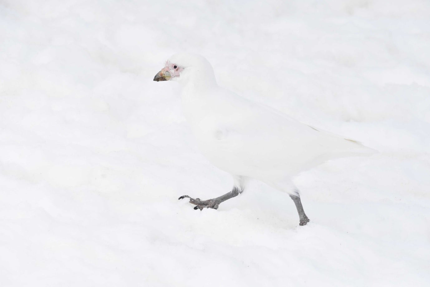 steathbill