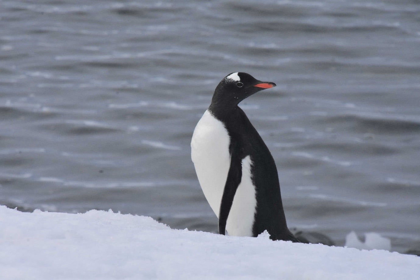 gentoo penguin gentoo penguin