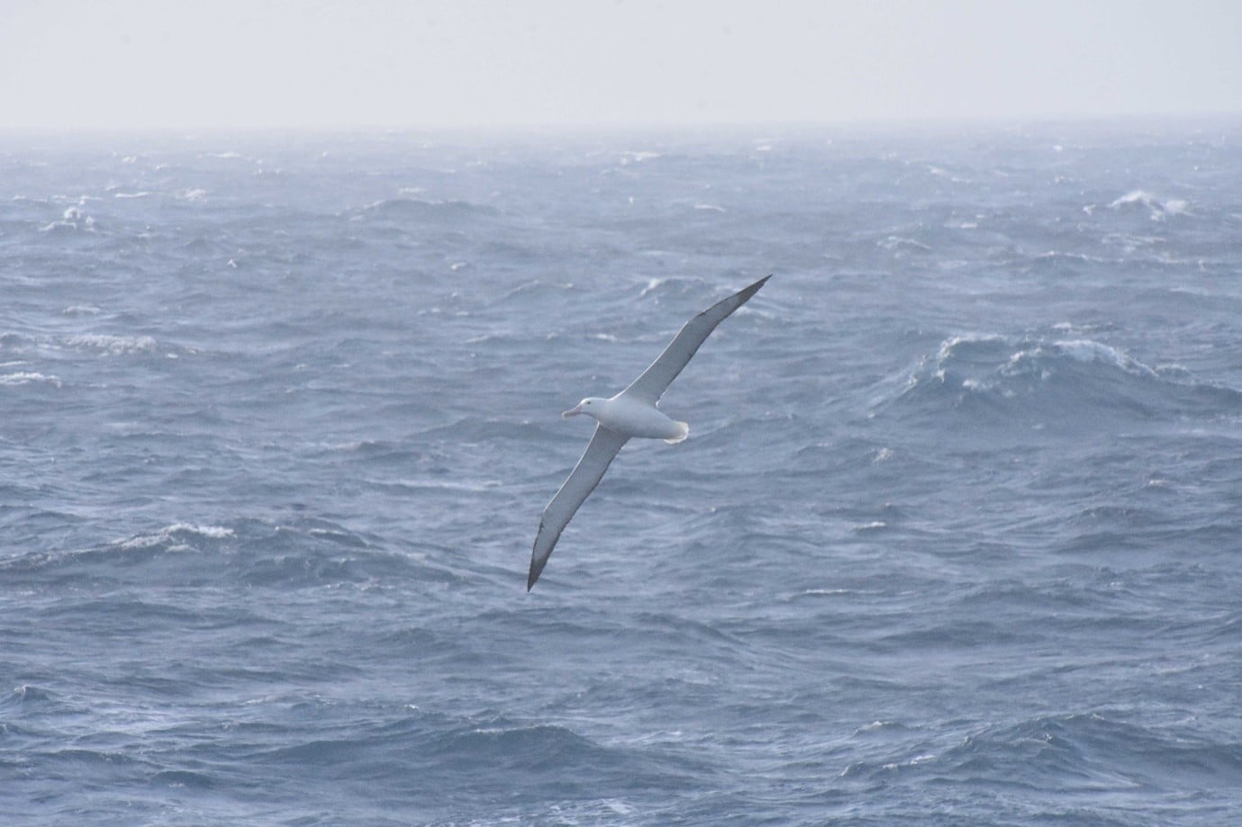albatross albatross