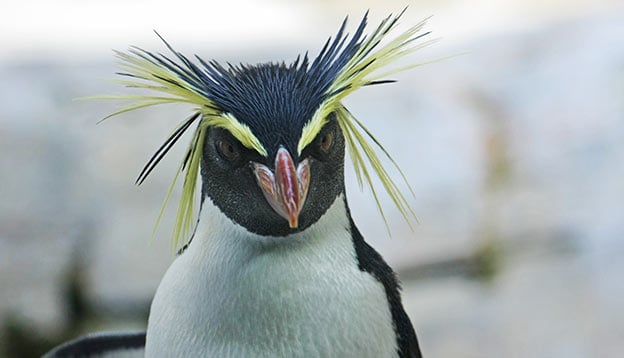 crested penguin crested penguin