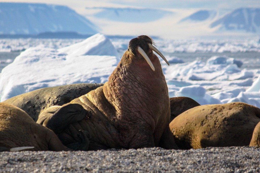 Walrus in the polar region of the Arctic Walrus in the polar region of the Arctic