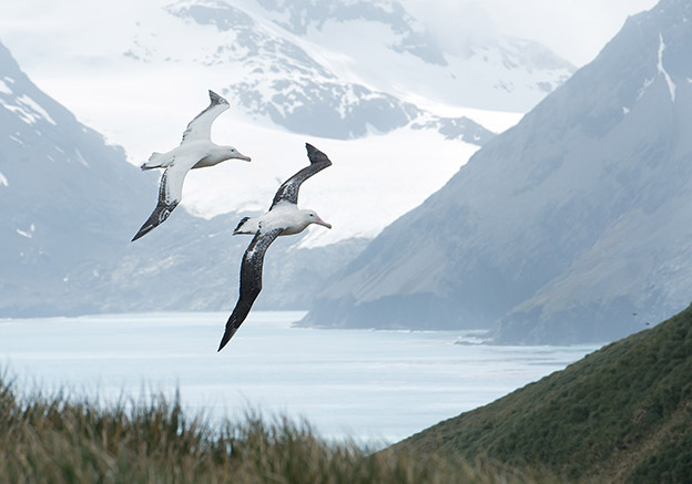 Antarctica Animals: 2 Wandering albatross fly in the sky in front of mountains in South Georgia, Antarctica Antarctica Animals: 2 Wandering albatross fly in the sky in front of mountains in South Georgia, Antarctica