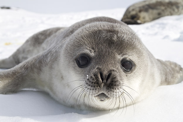 Weddell Seal pup Weddell Seal pup