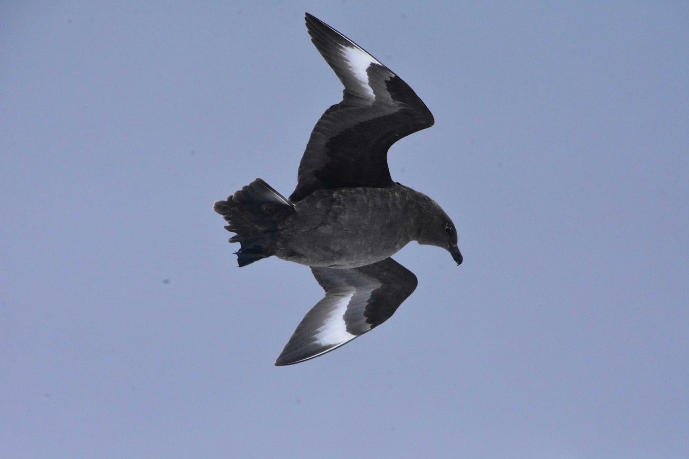 skua skua