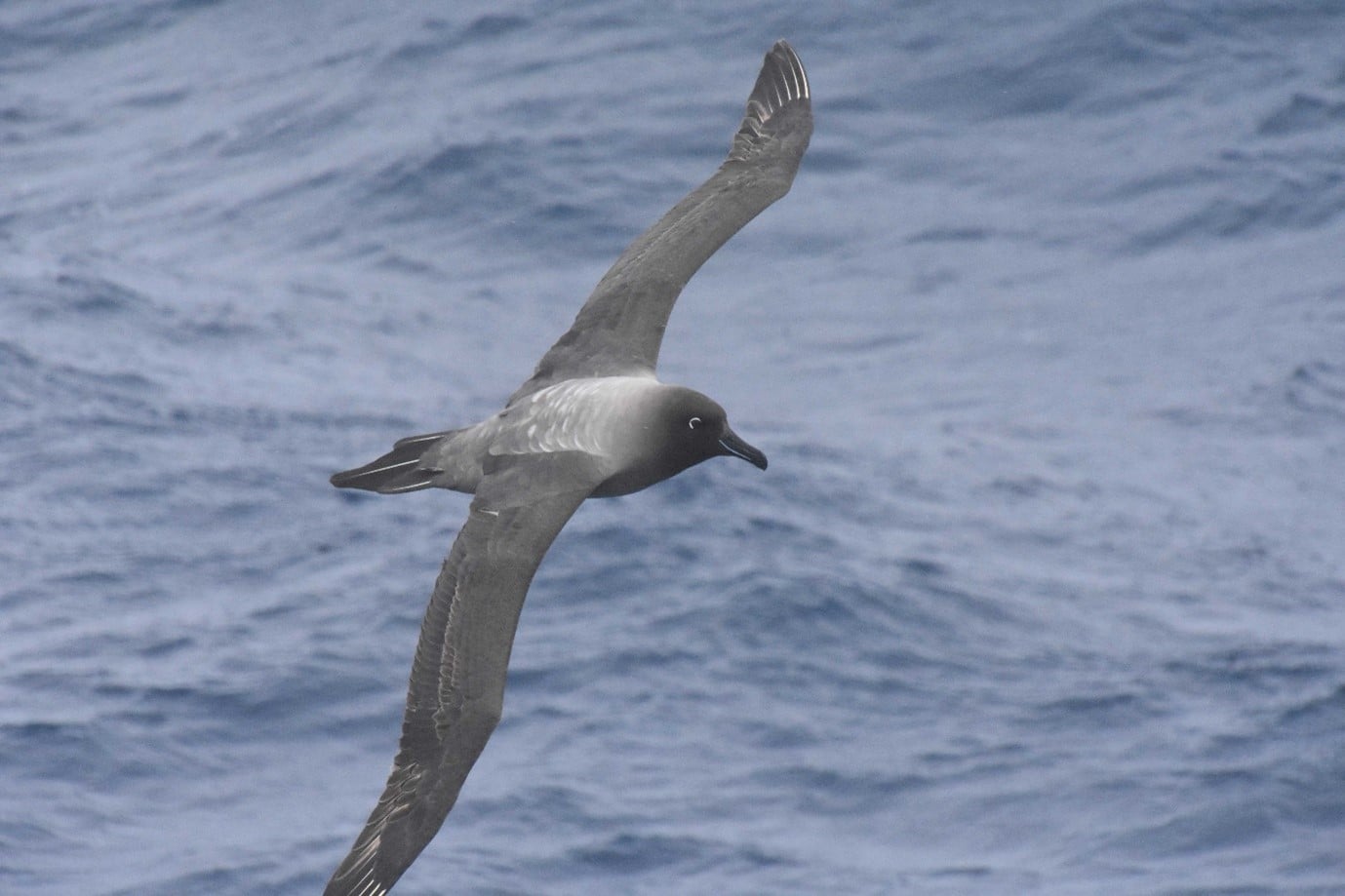 light mantled albatross light mantled albatross