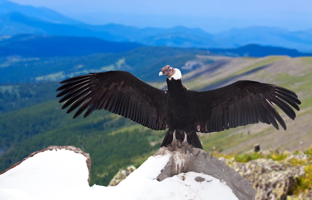 andean condor on top of mountain with wide span and mountains in background in Ecuador andean condor on top of mountain with wide span and mountains in background in Ecuador