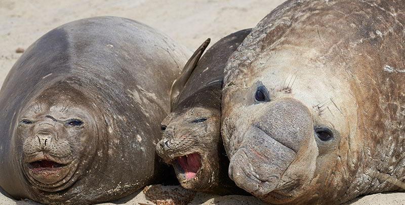 elephant seal family elephant seal family