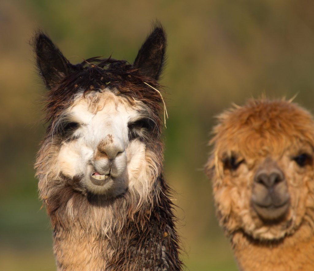 Alpaca who resemble a small llama in appearance and whose wool used for making knitted and woven items such as blankets, sweaters, hats, gloves and scarves. Credit: Shutterstock Alpaca who resemble a small llama in appearance and whose wool used for making knitted and woven items such as blankets, sweaters, hats, gloves and scarves. Credit: Shutterstock