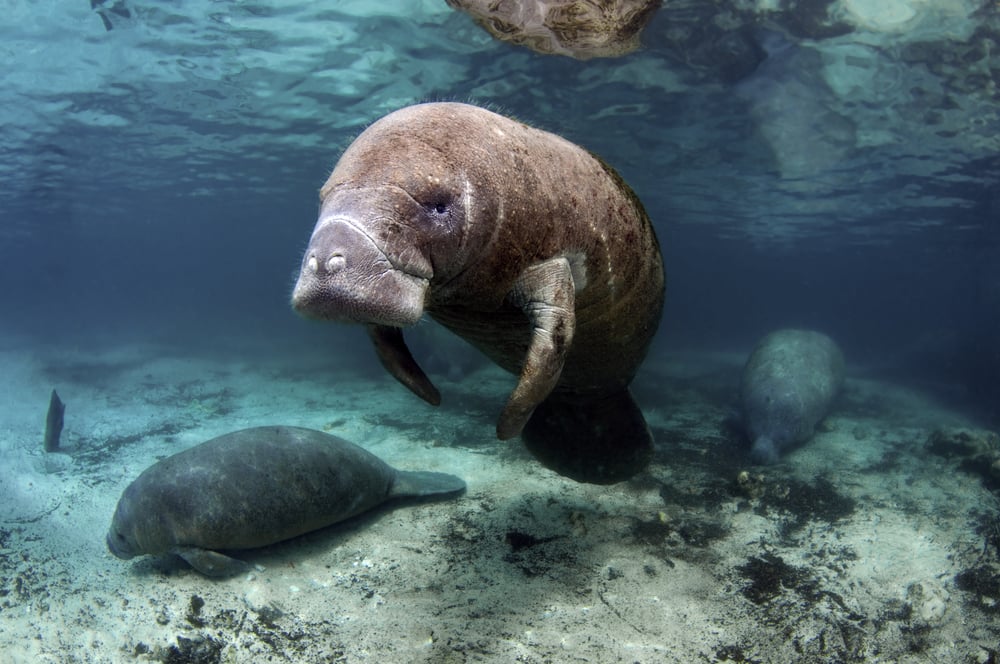 Manatees swimming with baby Manatees swimming with baby