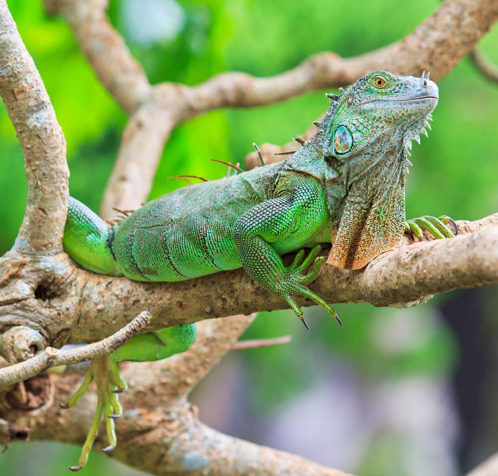 Green Iguanas on branch Green Iguanas on branch
